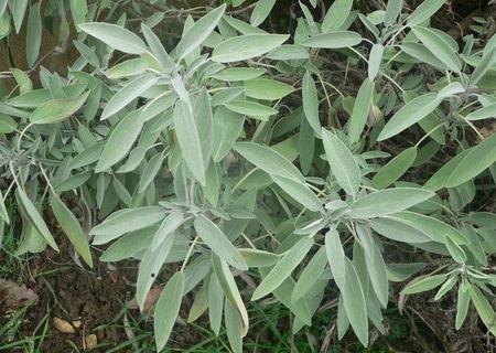 Salvia officinalis
