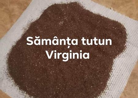 Samanta tutun virginia gold