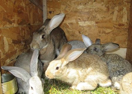Schimb iepuri cu prepelite
