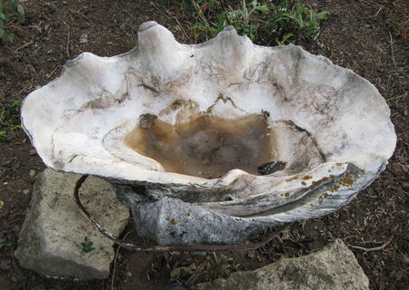 Scoica urias . Scoica urias .