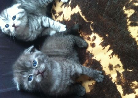 Scottish fold