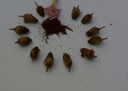 Seminte tutun Virginia