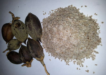 seninte paulownia tomentosa
