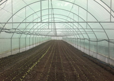 sere si solarii profesionale de legume sere si solarii profesionale de legume