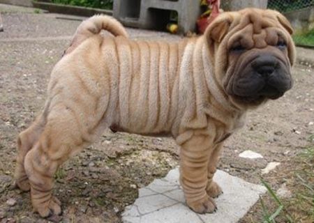 shar-pei 7 saptamani shar-pei 7 saptamani