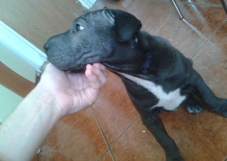 Shar Pei de vanzare pui mascul 2 luni