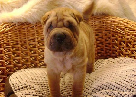 shar-pei deosebiti
