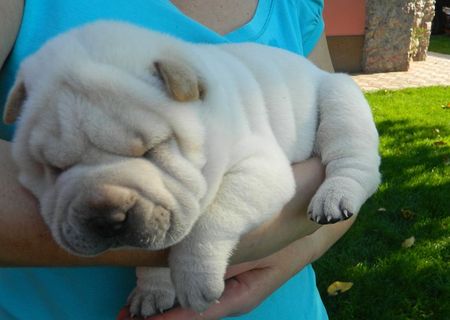 Shar pei femela ALBA , crem, maro (exemplare foarte rare) si 2 masculi maro