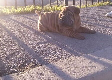 shar pei mascul culoarea ciocolatiu