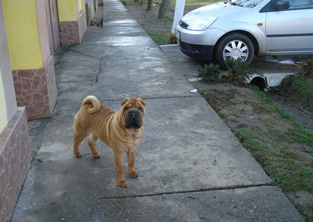 shar-pei monta