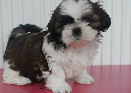 shih tzu cu PEDIGREE DE TIP A shih tzu cu PEDIGREE DE TIP A
