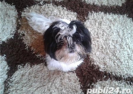 shih-tzu de vanzare