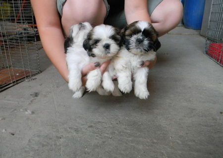 Shih-tzu de vanzare