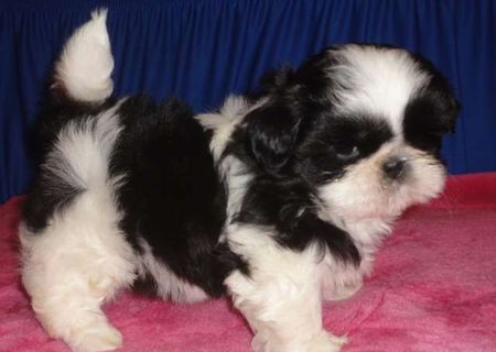 shih tzu superbi si originali