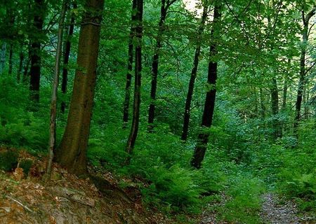 Sinești-Vâlcea, vând pădure într-un important perimetru etnografic-cultural-turistic