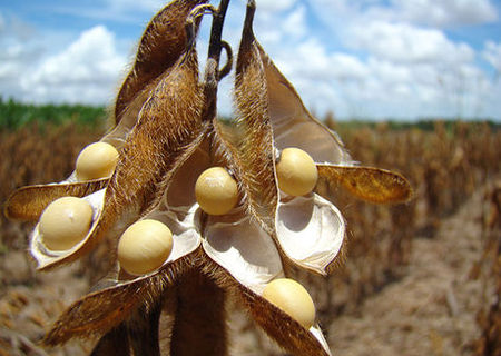 soia nemodificata genetic