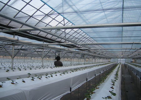 Solarii profesionale import Coreea