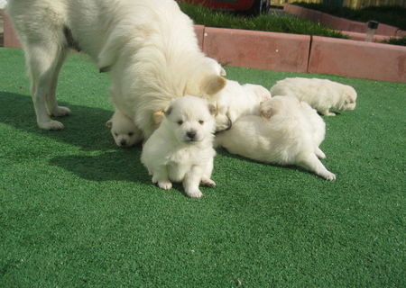 spitz japonez,pomeranian