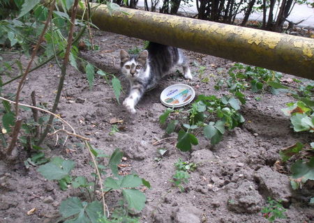 Spre adoptie