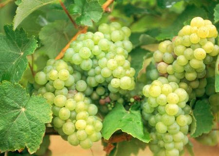 Struguri de Vin