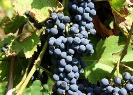Struguri de vin