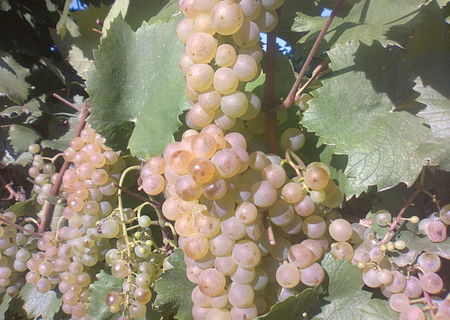 struguri de vin aligote