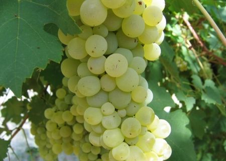 Struguri de vin, calitate la standarde inalte. Struguri de vin, calitate la standarde inalte.