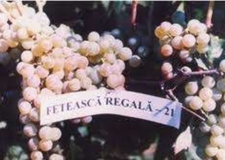 Struguri de vin Feteasca Regala si Merlot