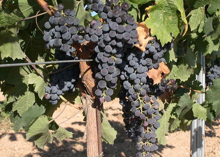 struguri Merlot podgoria Merei-Pietroasele, Buzau