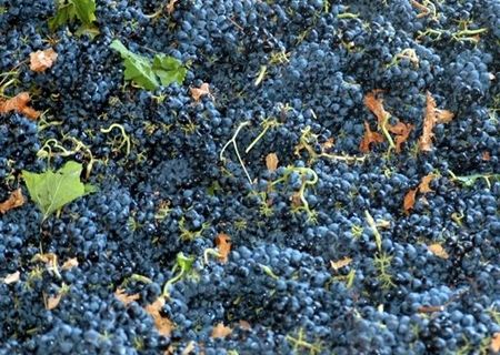 Struguri pentru vin