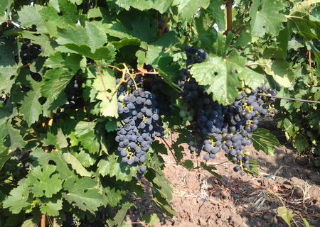 STRUGURI VIN