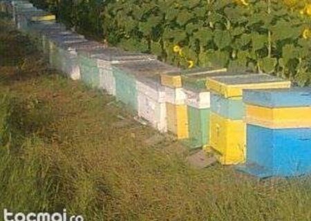 Stupi puternici de vanzare Stupi puternici de vanzare