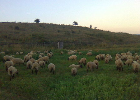 Suffolk De Vanzare