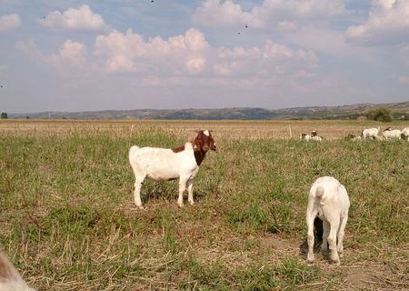 Tapi Boer de vanzare