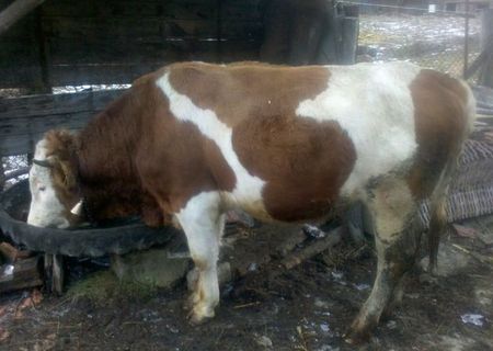 taur baltata romaneasca