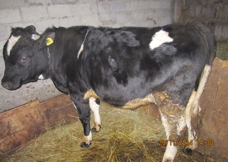 Taur de rasa holstein