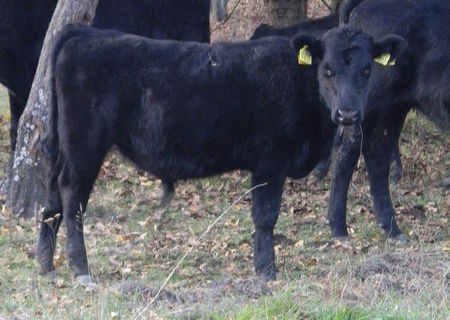 Taurasii angus