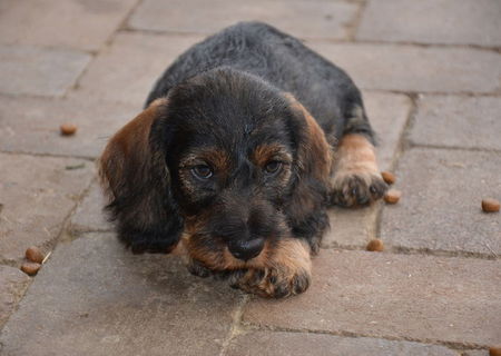 Teckel sarmos cu Pedigree