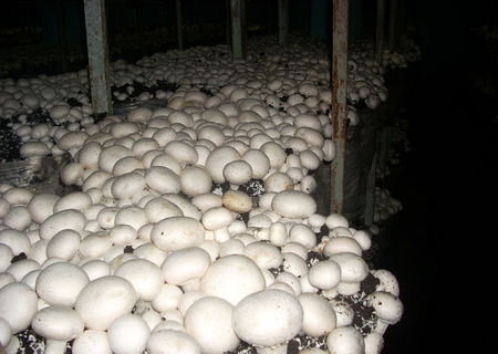 TEHNOLOG  CHAMPIGNON