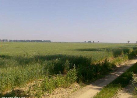 Teren arabil 1.7HA (extravilan)
