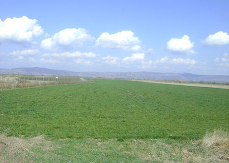 teren extravilan agricol 23000 mp.