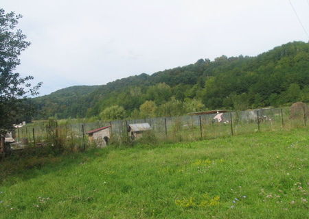 Teren forestier - padure 1ha Teren forestier - padure 1ha