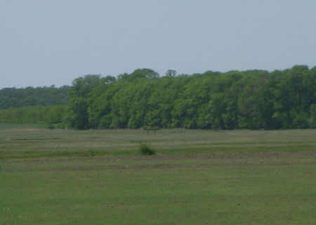 teren intravilan 3000 mp Singureni-Giurgiu