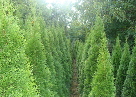 Thuja occidentalis "Smaragd" si Picea pungens "Argentea"