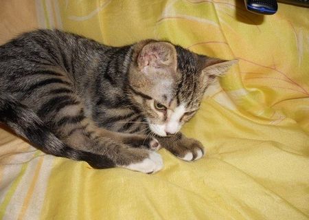 Tigrut spre adoptie