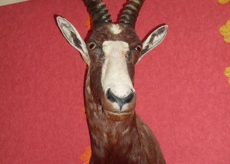 Trofee vanatoare Africa