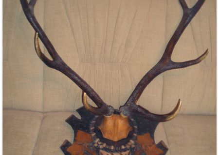 Trofeu  - coarne cerb
