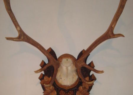 Trofeu de cerb carpatin pe suport de lemn sculptat Trofeu de cerb carpatin pe suport de lemn sculptat