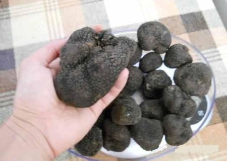 Trufe negre calitatea 1