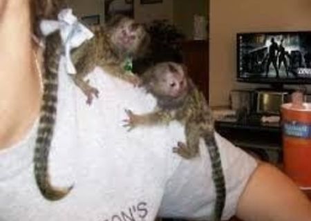 Uimitoare maimuțe marmoset pentru adopție